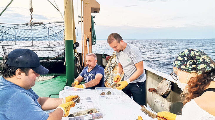 Rapana hamsiye alternatif oldu